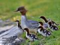 Mergus_merganser_md3765