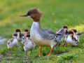 Mergus_merganser_md3773