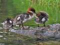 Mergus_merganser_p6054015