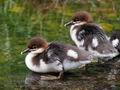 Mergus_merganser_p6054090