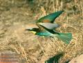 Merops_apiaster_10133