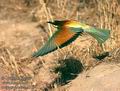 Merops_apiaster_10134