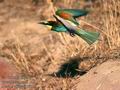 Merops_apiaster_10137