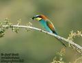 Merops_apiaster_6169