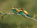 Merops_apiaster_6170