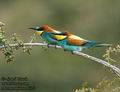 Merops_apiaster_6171