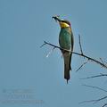 Merops_apiaster_al3362