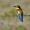 Merops_apiaster_bg6384