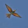 Merops_apiaster_bj7832