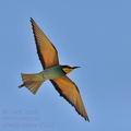 Merops_apiaster_bj7855