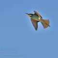 Merops_apiaster_bj7895