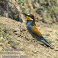 Merops_apiaster_eb3474