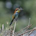 Merops_apiaster_f4886