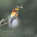 Merops_apiaster_f4981