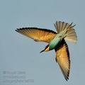 Merops_apiaster_ha9905