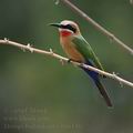 Merops_bullockoides_bb6146