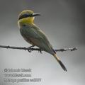 Merops_pusillus_ee0997