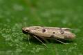 Mesophleps_oxycedrella_cy3141s