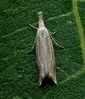 Metacrambus_carectellus_jj0443s
