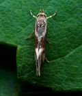 Metalampra_cinnamomea_jb1461s