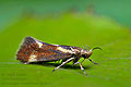 Metalampra_cinnamomea_jn1625s