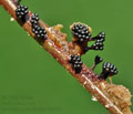 Metatrichia_floriformis_bh9560
