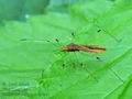 Metatropis_rufescens_hy6941