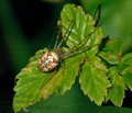 Metellina_segmentata_ag0119