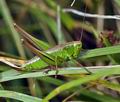 Metrioptera_bicolor_bi1570