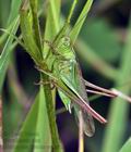 Metrioptera_bicolor_cv1492