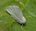 Microloxia_simonyi_jk2451s