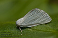 Microloxia_simonyi_jk2519s