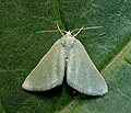 Microloxia_simonyi_jm1032s