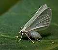 Microloxia_simonyi_jm1064s