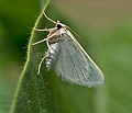 Microloxia_simonyi_jm1134s