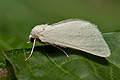 Microloxia_simonyi_jm1907s