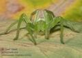 Micrommata_virescens_ac5426