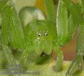 Micrommata_virescens_ac5428