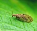 Micromus_angulatus_hy2246