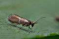 Micropterix_aruncella_cj6086s