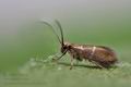 Micropterix_aruncella_cj6200s