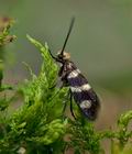 Micropterix_aureatella_dx3702s