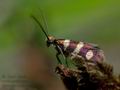 Micropterix_aureatella_dx3709s