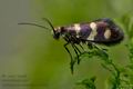 Micropterix_aureatella_dx3928s