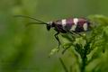 Micropterix_aureatella_dx4018s