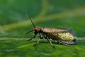 Micropterix_calthella_cc8652s