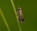 Micropterix_calthella_j6280s