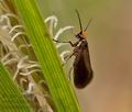 Micropterix_calthella_j6315s