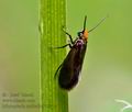 Micropterix_calthella_j6336s