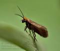 Micropterix_calthella_j6390s